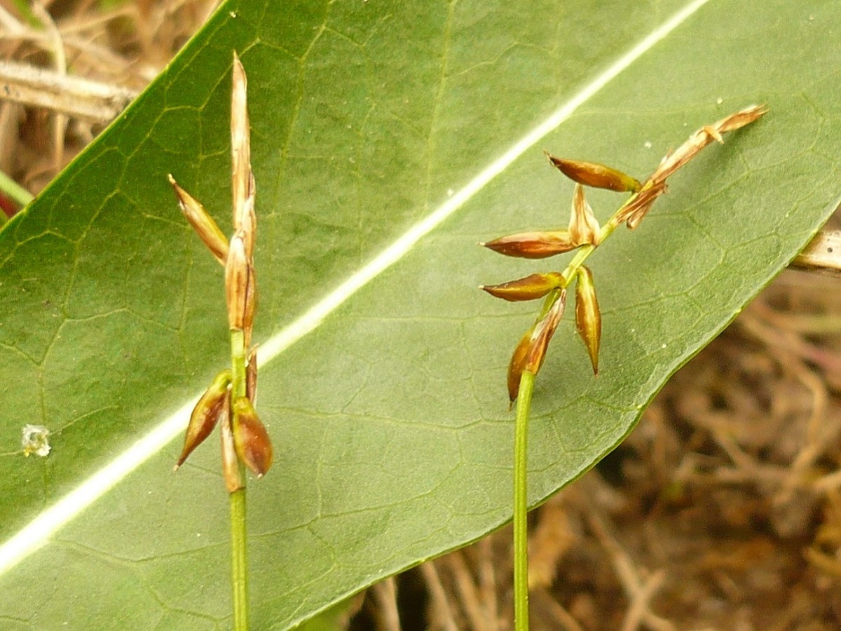 Carex pulicaris (Cyperaceae)